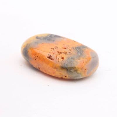 Bumblebee Jasper 8