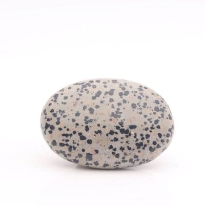 Dalmatian Jasper Palmstone 15