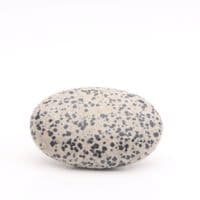 Dalmatian Jasper Palmstone