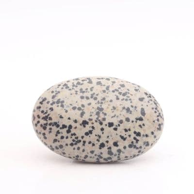 Dalmatian Jasper Palmstone 16