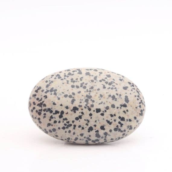 Dalmatian Jasper Palmstone