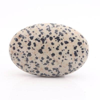 Dalmatian Jasper Palmstone 17
