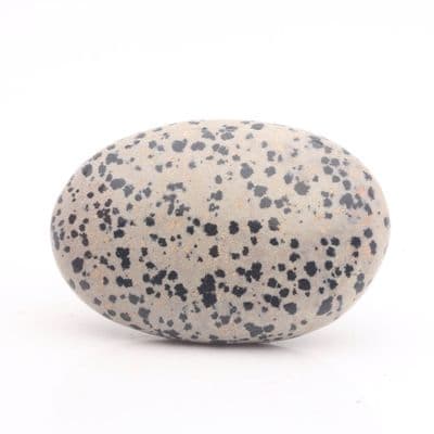 Dalmatian Jasper Palmstone 19