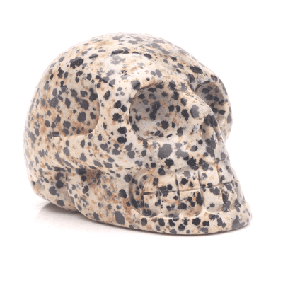 Dalmatian Jasper Skull 4