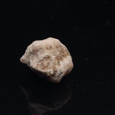 Golden Coracalcite 10