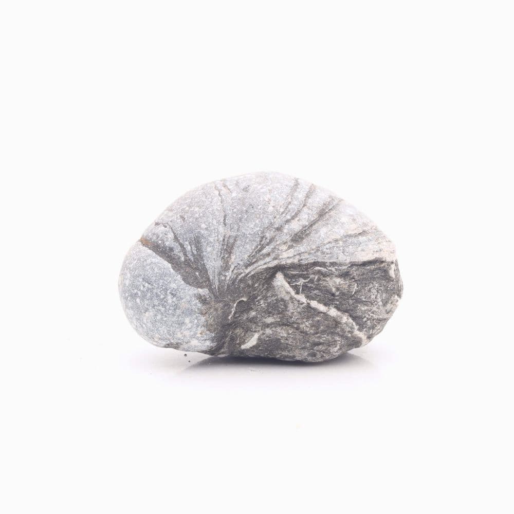 Gryphaea