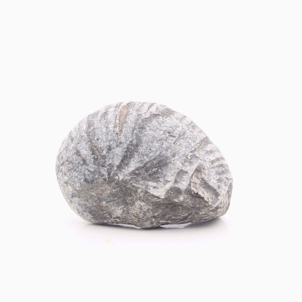 Gryphaea