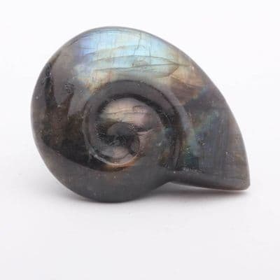 Labradorite Ammonite 4