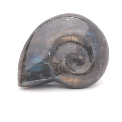 Labradorite Ammonite 4