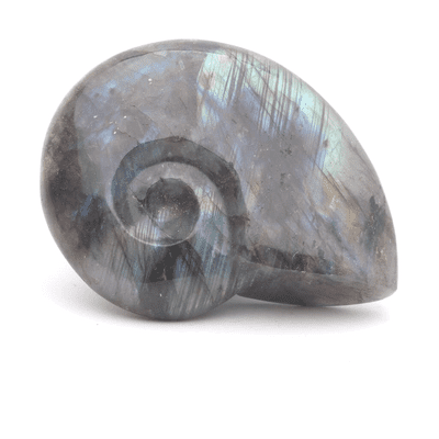 Labradorite Ammonite 5