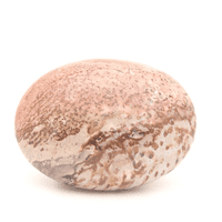 Palm Wood | Crystals For Healing