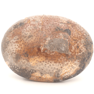 Palm Wood Palmstone 11