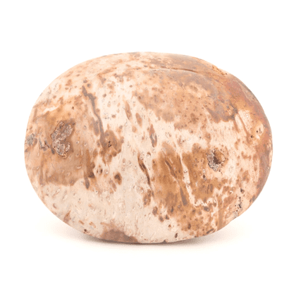 Palm Wood Palmstone 13