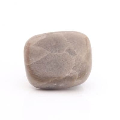 Petoskey Stone 5
