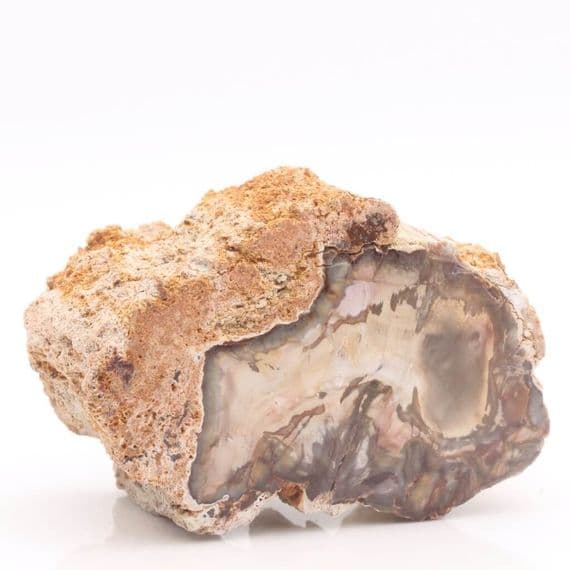 Petrified Wood
