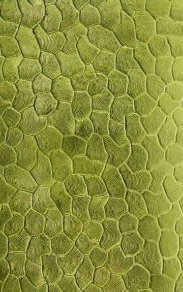 Brass Texture Plate Stepping Stones