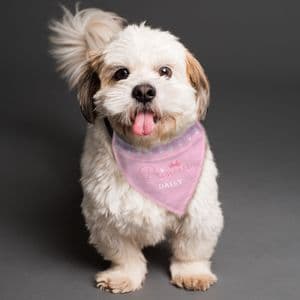 Personalised Pink Princess Dog Bandana Collar Pet Gift