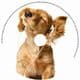 Chilled Out Dog (1) Greetings Card & Music CD