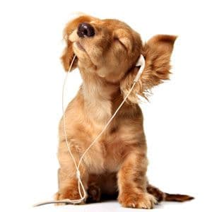 Chilled Out Dog (1) Greetings Card & Music CD