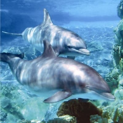 Dolphins (1) Greetings Card & Music CD