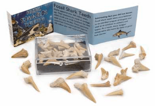 Fossil Shark Teeth (boxed with info leaflet)