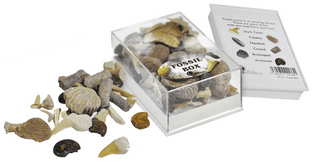 Fossils Box (selection of fossils)