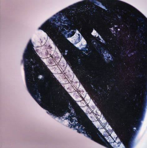 Gemstone Blank Greetings Card - Orthoceras - Fossil (Gem04)