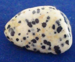 Jasper - Dalmatian (1-2cm) x 1