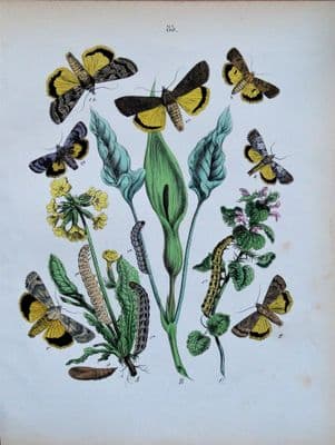 AGROTIDAE MOTHS & CATERPILLARS  Original Hand Coloured Antique Print 1889