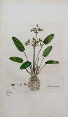 ALISMA DAMASONIUM Curtis Large Antique Botanical Print Flora Londinensis 1777
