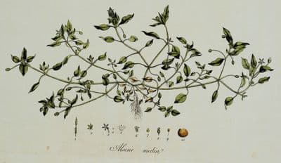 ALSINE MEDIA Curtis Large Antique Botanical Print Flora Londinensis 1777