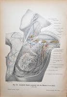 ANTERIOR SECTION ADULT THORAX  Original Antique Anatomy Lithographed Print 1906