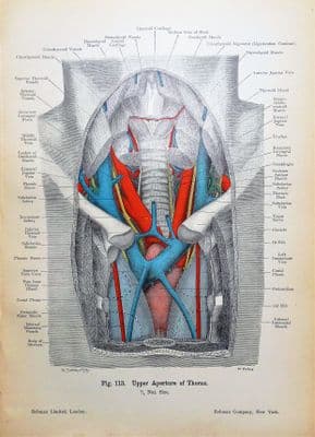 ANTERIOR SECTION ADULT THORAX  Original Antique Anatomy Lithographed Print 1906
