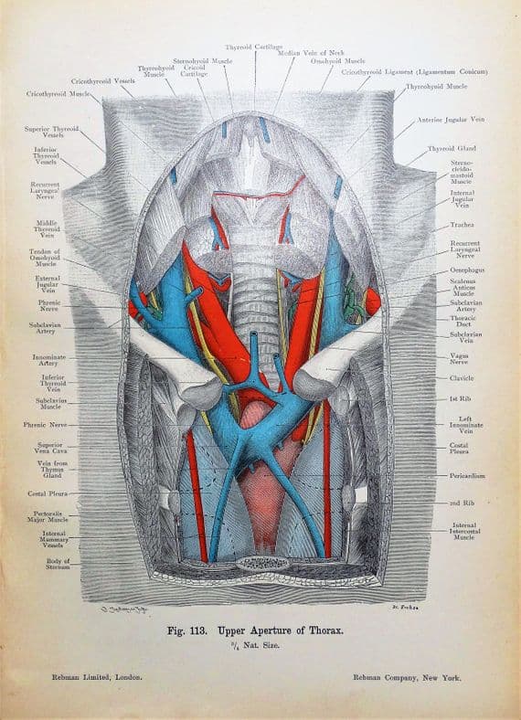 ANTERIOR SECTION ADULT THORAX  Original Antique Anatomy Lithographed Print 1906