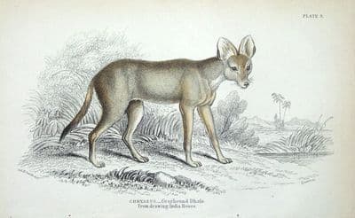 Antique  Animal Print GREYHOUND DHOLE, CHRYSEUS, Jardine hand coloured Engraving  1843