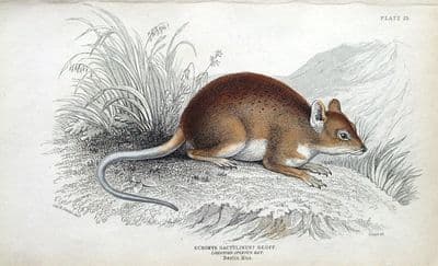 Antique Animal Print LONG TOED SPINOUS RAT, Jardine Original Engraving  1843