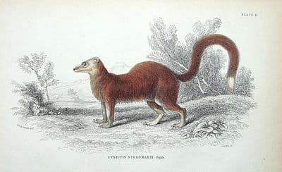 Antique Animal Print MEERKAT BARROW,CYNICTUS STEEDMANII Jardine Engraving 1843