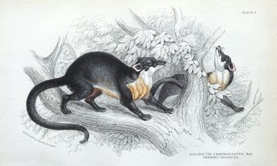 Antique Animal Print MONGOOSE, GWATKIN'S GALIDICTIS Jardine Engraving 1843