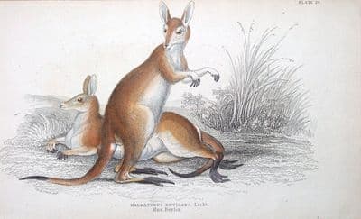 Antique Animal Print  RED KANGAROO Jardine hand coloured Engraving 1843