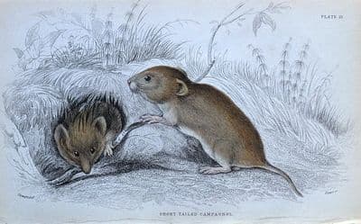 Antique Animal Print SHORT TAILED VOLE, CAMPAGNOL, Jardine Original hand coloured Engraving 1838