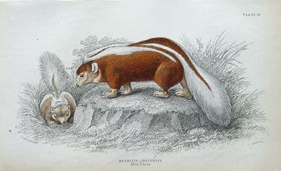 Antique Animal Print SKUNK, MEPHITIS CHILENSIS, CHILE Jardine Engraving 1843