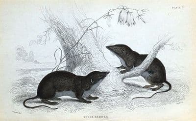 Antique Animal Print WATER SHREW, Jardine Original hand coloured Engraving  1838