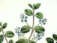 Antique Aquatic Botanical Print VERONICA WATER SPEEDWELL  Curtis Flora Londinensis 1777