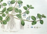 Antique Aquatic Botanical Print VERONICA WATER SPEEDWELL  Curtis Flora Londinensis 1777