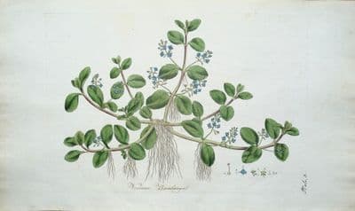 Antique Aquatic Botanical Print VERONICA WATER SPEEDWELL  Curtis Flora Londinensis 1777