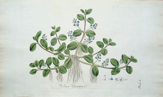 Antique Aquatic Botanical Print VERONICA WATER SPEEDWELL  Curtis Flora Londinensis 1777