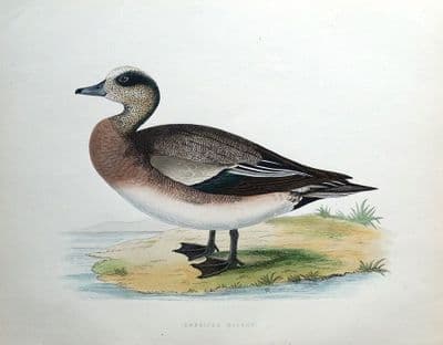 antique bird print AMERICAN WIGEON, Baldpate, Beverley Morris original 1855
