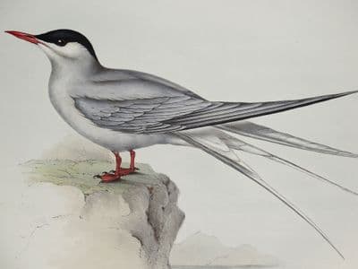 Antique Bird Print ARCTIC TERN Original John GOULD hand coloured lithograph 1835