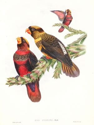 Antique Bird Print BANDED LORY Eos Fuscata  Original John GOULD lithograph c1880