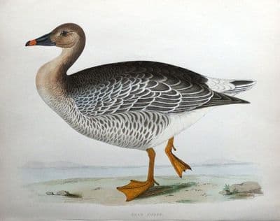 Antique Bird Print BEAN GOOSE, Beverley Morris original 1855
